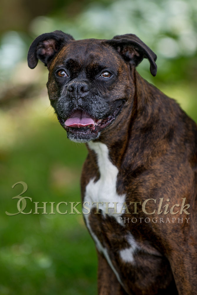 Photo of a Boxer breed dog