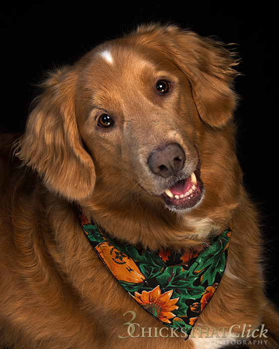 Photo portrait of dog Charley