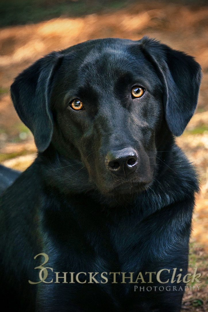 Photo of black Labrador dog